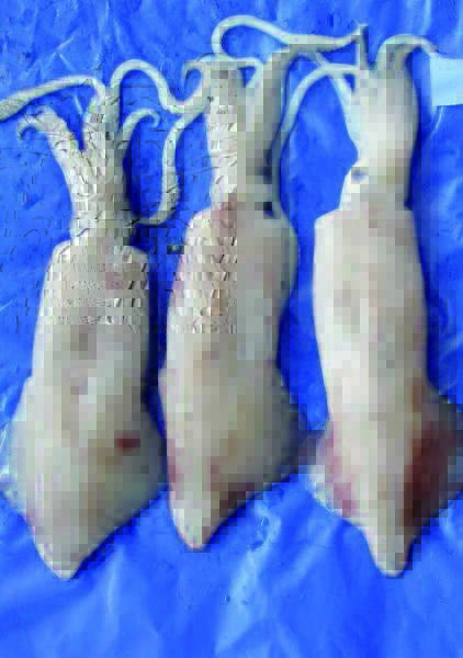 Speedy Gel - Prodotti - Pesce